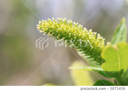 Willow Flower Willow Flower 5071450