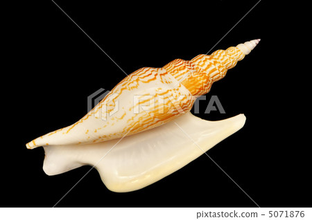 Shell 5071876
