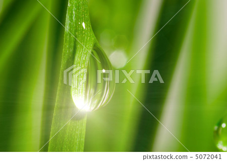 Fresh grass with dew drops Fresh grass with dew drops 5072041