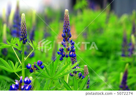 Lupine Lupine 5072274