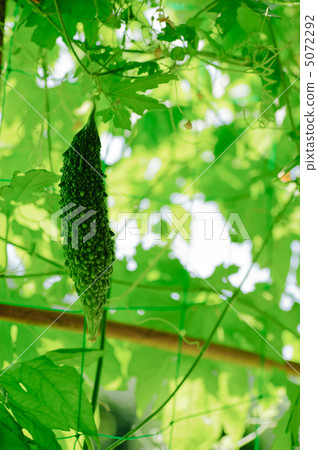 Green Curtain 5072292