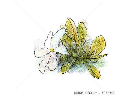 熱帶植物 水彩畫 花朵 5072300