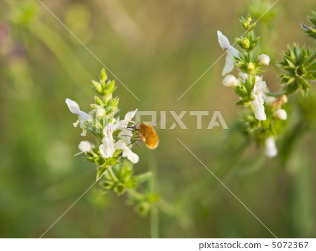 Bee on the flower 5072367