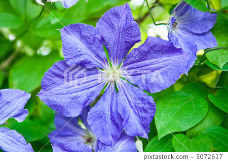 purple clematis flowers 5072617