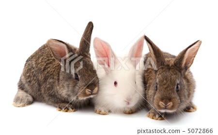rabbits isolated rabbits isolated 5072866