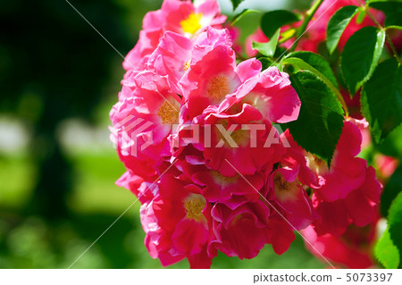 roses 5073397