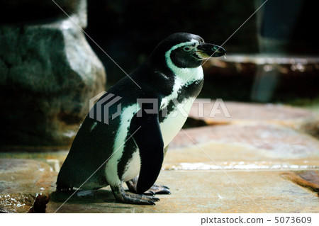penguins are standing at the water penguins are standing at the water 5073609