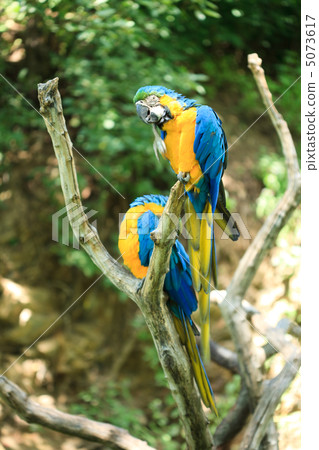 macaw sitting on a branch 5073617