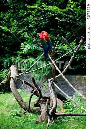 macaw sitting on a branch macaw sitting on a branch 5073619