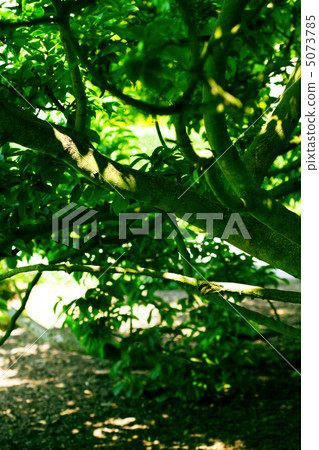 tree trunk in the shade tree trunk in the shade 5073785