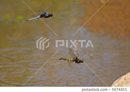 鹽卡拉通博 5074851