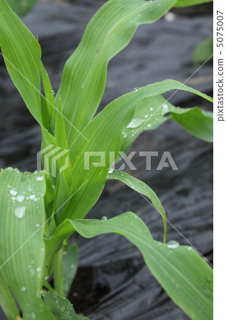 Corn two weeks after sowing Corn two weeks after sowing 5075007