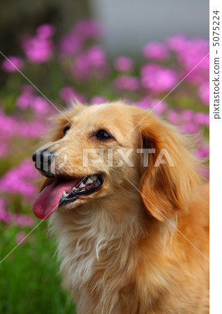Imokatami竹子和微型臘腸犬的花床(上) Imokatami竹子和微型臘腸犬的花床(上) 5075224