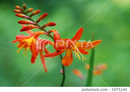 Shimei Ougi水仙花 Shimei Ougi水仙花 5075240