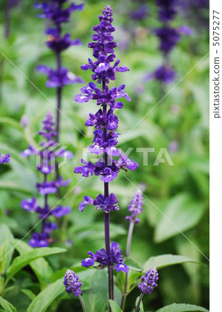 薰衣草鼠尾草 5075277