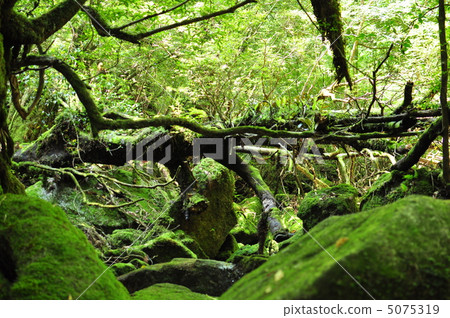 幽靈森林 5075319