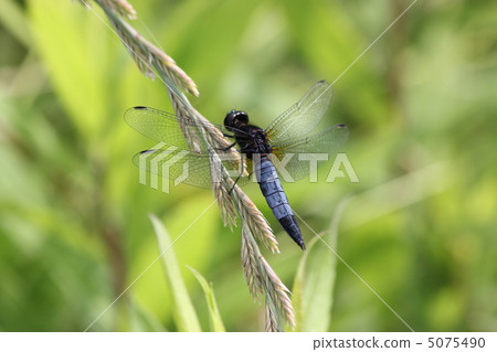 Dragonfly  5075490