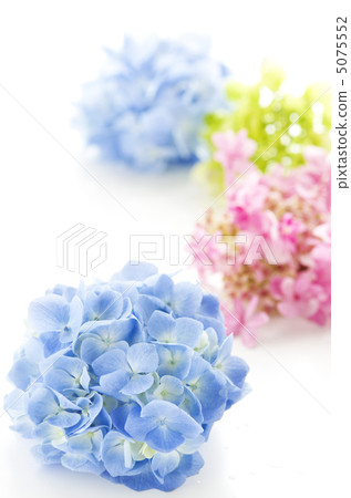 Hydrangea ball 5075552