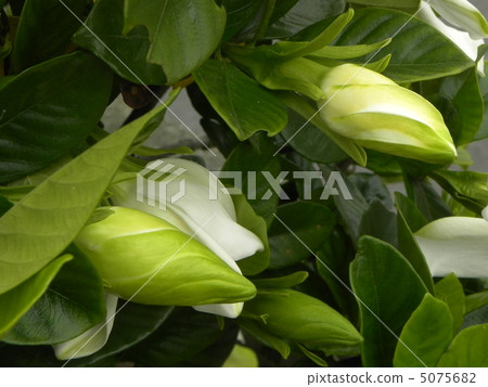 子花 子花 5075682