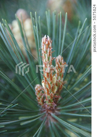 The pine sprout was very beautiful. The pine sprout was very beautiful. 5075824