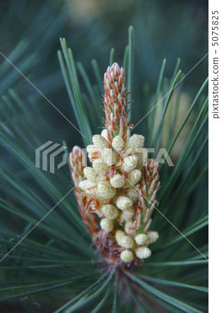 The pine sprout was very beautiful. The pine sprout was very beautiful. 5075825