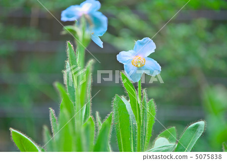 喜馬拉雅的罌粟 - 日光島根yano水生植物園 5075838