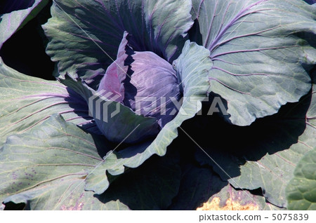 Purple cabbage red cabbage field cabbage 5075839