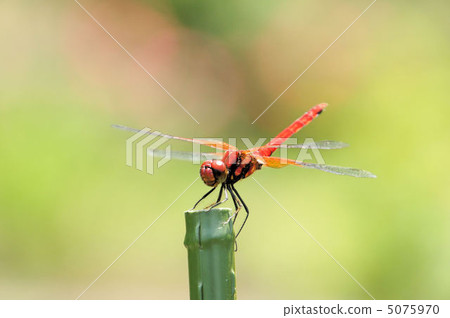 Dragonfly  5075970
