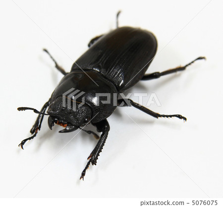雌性巨型鍬蟲 雌性巨型鍬蟲 5076075