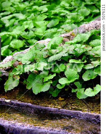 Wasabi rice field 5076111