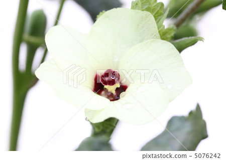 Okra's Flower Okra's Flower 5076242