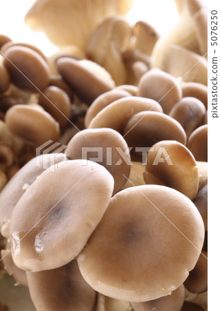 牡蠣蘑菇 5076250