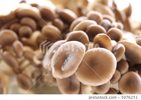 牡蠣蘑菇 5076251