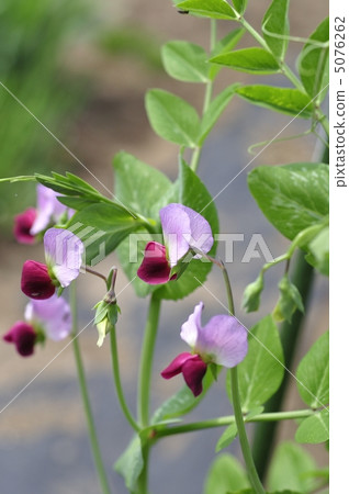 豌豆花 豌豆花 5076262