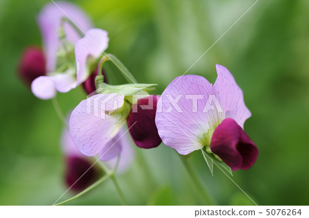 豌豆花 5076264