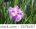 Saigyosakura 5076267