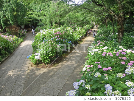 大陸寺的繡球花(千葉縣松戶市) 大陸寺的繡球花(千葉縣松戶市) 5076335