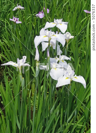 本寺的菖蒲池(千葉縣松戶市) 本寺的菖蒲池(千葉縣松戶市) 5076337