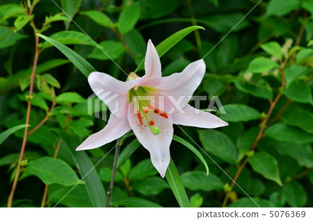 莎莎尤里 莎莎尤里 5076369