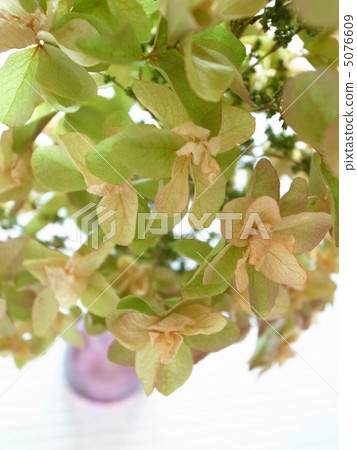 Dried flower of hydrangea 5076609
