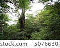 Yakusugi 5076630