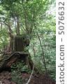 Second-generation cedar 5076632