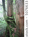 Yakushima 5076633