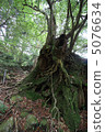 Second-generation cedar 5076634