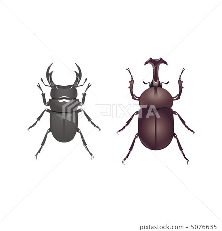 Stag beetle and beetle 5076635