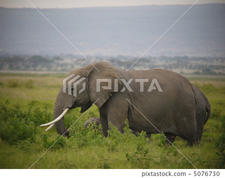 非洲大象 5076730