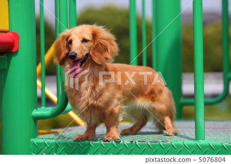 Miniature Ducks on park playground equipment 5076804