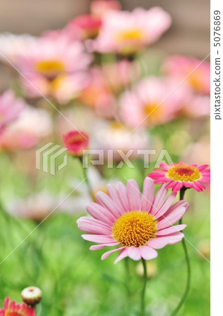 可愛的♥瑪格麗特 5076869