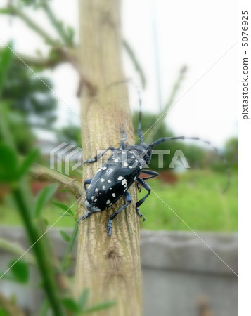 Lady beetle moving on trees 5076925