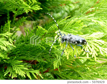 繼續前進針葉樹的葉子的夫人甲蟲 5076929